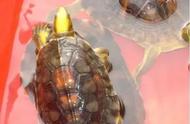 闭壳龟的种类与特点介绍