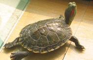巴西彩龟：独特的宠物与饲养指南