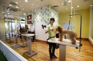 美国新法实施：宠物店只能出售救助动物，打击不人道繁殖
