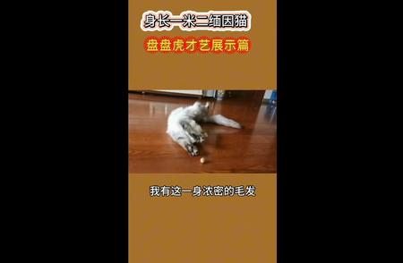 身长超群的缅因猫才艺秀——盘盘虎篇