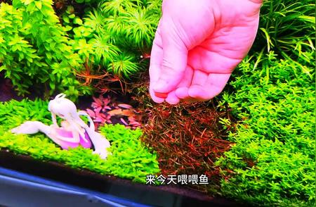 普太小箦藻：水草缸中的新星