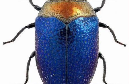 世界上最美的甲虫：41张照片揭示自然之美