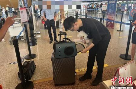 云南首次允许宠物进入客舱：航班新动态