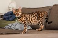 揭秘全球十大最昂贵的猫咪品种