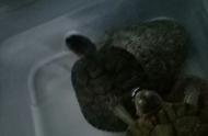巴西龟养殖全攻略：轻松成为养龟达人