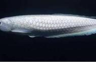银龙鱼喂养指南：独特方式与金龙鱼的差异