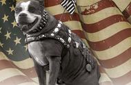 斯塔比：一战美军中的英勇军犬