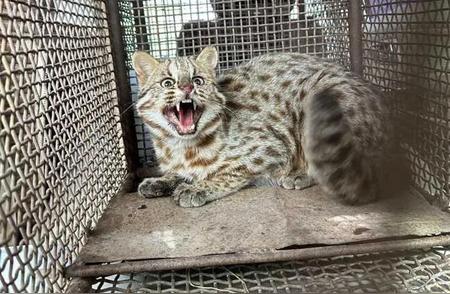 宁夏贺兰山豹猫惊现，农户鸡群遭殃