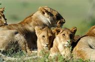 肯尼亚大草原：狮子的猎食选择与生存智慧