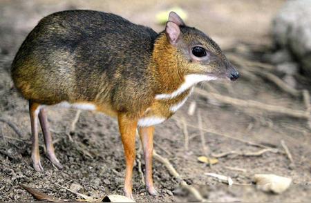 揭秘云南神秘生物：小巧玲珑的‘鼠鹿’究竟是何方神圣？