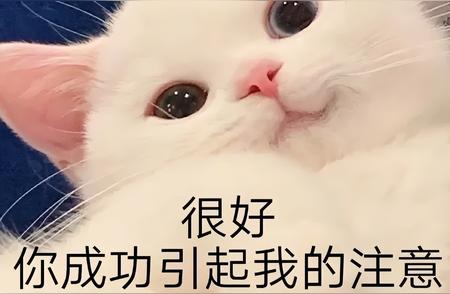 揭秘养猫人的真实精神世界