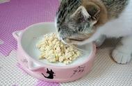 探索猫咪健康零食：五种美味又营养的选择