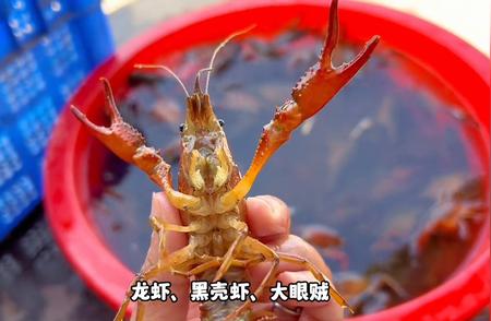 乌龟食谱大揭秘：这些食物它们真的爱吃吗？