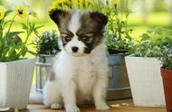 蝴蝶犬幼犬：如何选择最适合你的宠物狗？