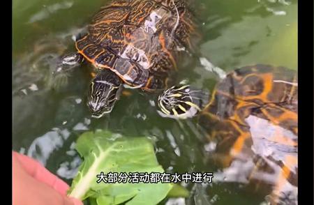 揭秘火焰龟的惊人互动性：为何它在水龟类中脱颖而出？