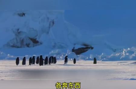 阿德利企鹅系列：企鹅奈斯的爱情故事