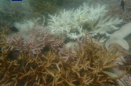 泰国皮皮岛海域珊瑚遭袭，白化严重致浮潜活动暂停
