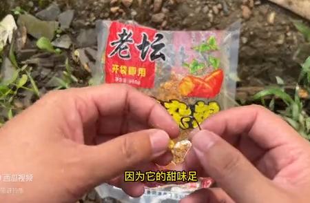 玉米钓鱼：钓鲢鳙的绝佳饵料