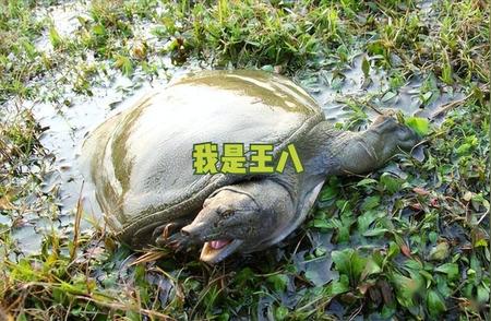巴西龟在中国：生态灾难的幕后黑手？