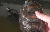 罕见巨大的火焰龟：一位养龟专家的故事