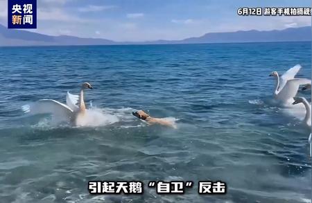 赛里木湖景区游客宠物犬惊扰野生大天鹅事件曝光