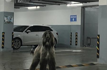 杭州女子私家车库遭遇阿富汗猎犬，引发社会关注