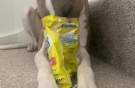 贪吃的惠比特犬遭遇零食包装袋危机