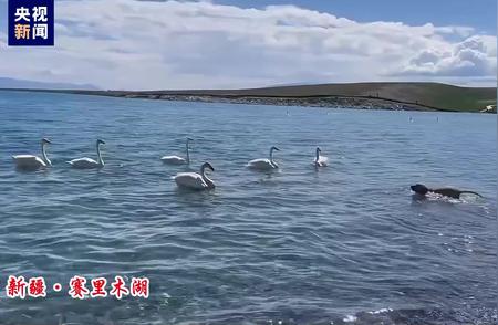 赛里木湖景区游客宠物犬惊扰大天鹅事件曝光