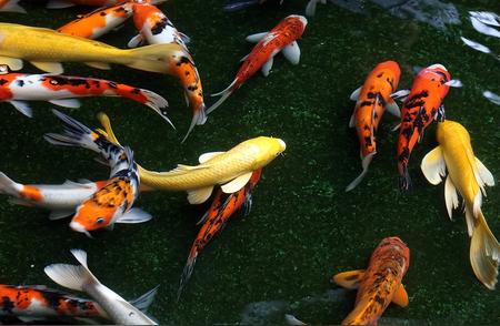 揭秘：锦鲤、蝴蝶鲤、金鱼和草金鱼混养死鱼真相