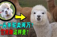 羊驼在中国：从肉用畜到宠物的转变