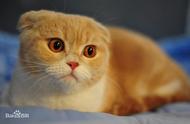 宠物猫百科：盘点常见的几种猫咪种类