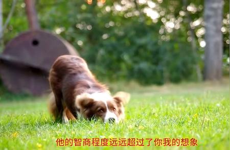 揭秘专业边牧训练秘籍：培养最聪明的边境牧羊犬