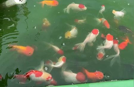 广东雨后天晴，鱼池龟池如何科学换水？