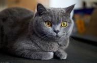 家养猫咪品种大揭秘：你的猫咪上榜了吗？