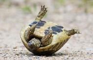 解析：我们对乌龟的误解有多深？