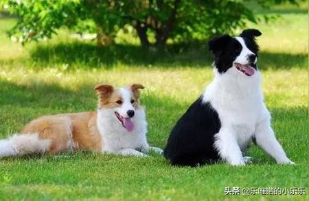 边境牧羊犬：新手的挑战？