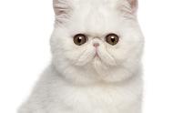 揭秘范冰冰家的猫咪：温顺听话的宠物之选