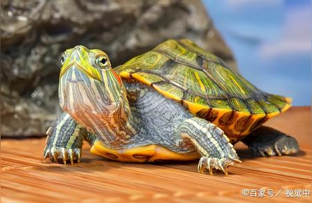 探索巴西龟的冷门之谜：为何它们如此不受欢迎？