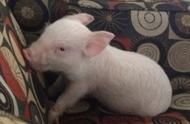 加国小伙的微型小猪大变身：从微小到巨大的惊喜