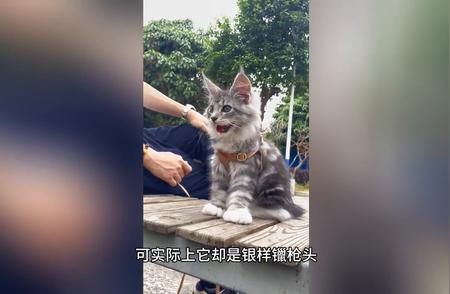 美国缅因猫：外表霸气与内在萌态的反差魅力