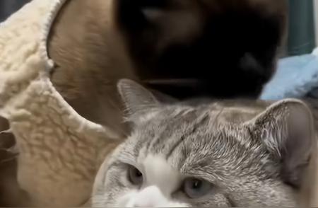 暹罗猫：猫界中的特殊存在