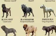 南京禁养犬种名单：了解哪些犬种被禁止养殖