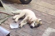 被遗弃的阿拉斯加幼犬：寻找它的温暖家园