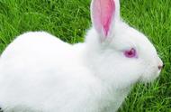 精选兔子图片大赏，欣赏萌兔子的千姿百态