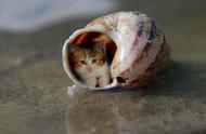 探索茶杯猫的可爱世界：高清图片欣赏
