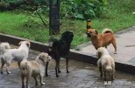 河南出台禁养猛犬规定：50种犬种被禁止，违者最高罚款万元
