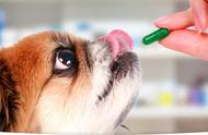 狗狗身上有跳蚤，如何安全使用杀虫剂？