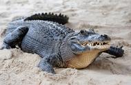 宠物鳄鱼逃脱记：一米多长鳄鱼爬进河浜