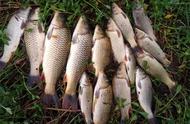 秋季中后段大水面野钓鲤鱼：3个经典饵料配方分享