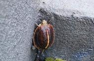 黄缘闭壳龟饲养：法律边界与注意事项